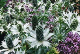 Eryngium giganteum